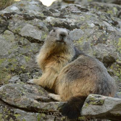 marmot wildlife Alps 1.jpg